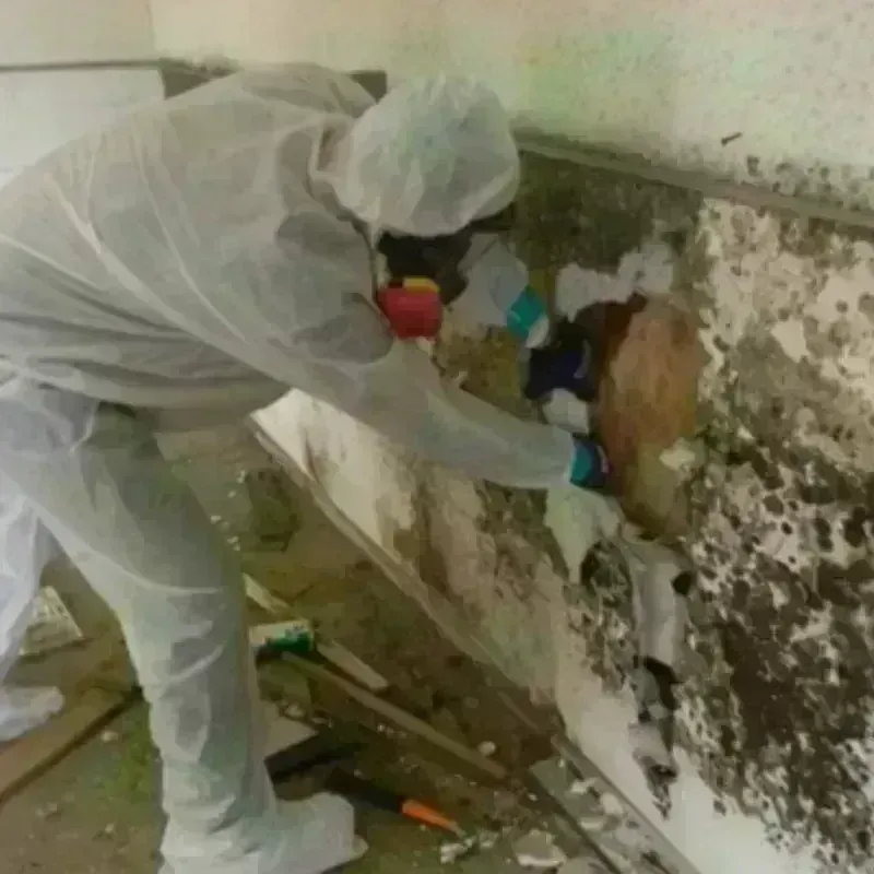 Mold Remediation and Removal in Perryville, MO